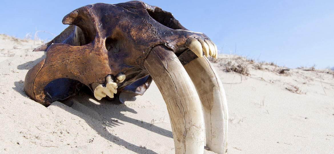 Sabertooth cat replica skull