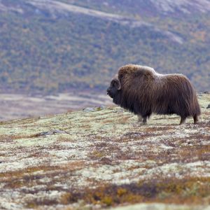 Muskox Dovrefjell