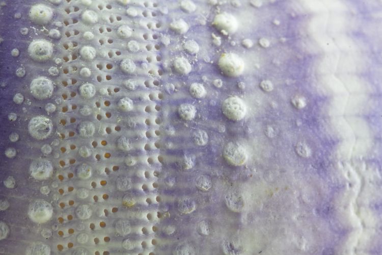 Sea urchin